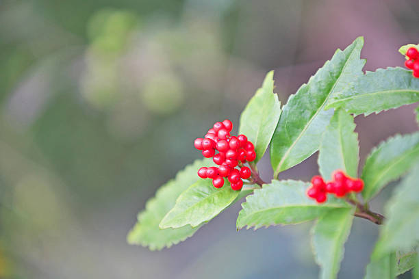 istock Chloranthus glaber Makino 607877838