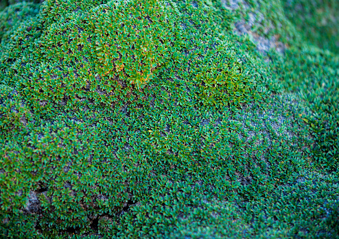 Moss Background Pattern Close-up dense green mat