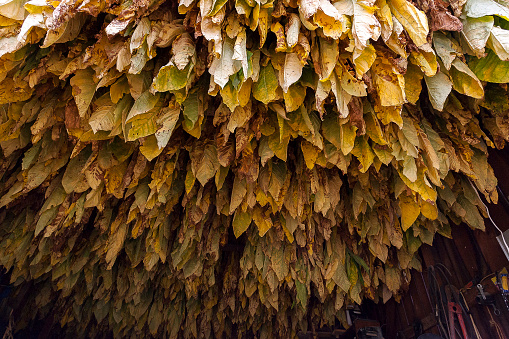 Burley tobacco leaves hanging in a barn to dry