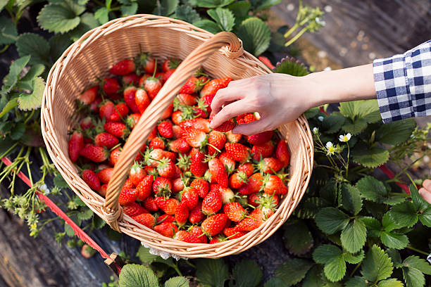 istock greenhouse cultivation fresh strawberries 607880752