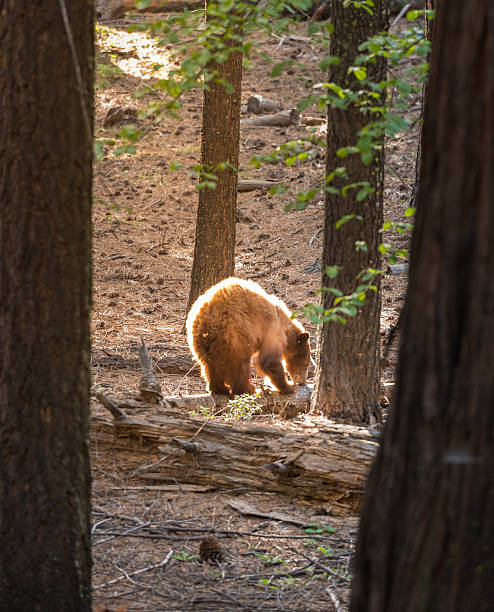 istock Black Bear Yosemite National Park 607881146