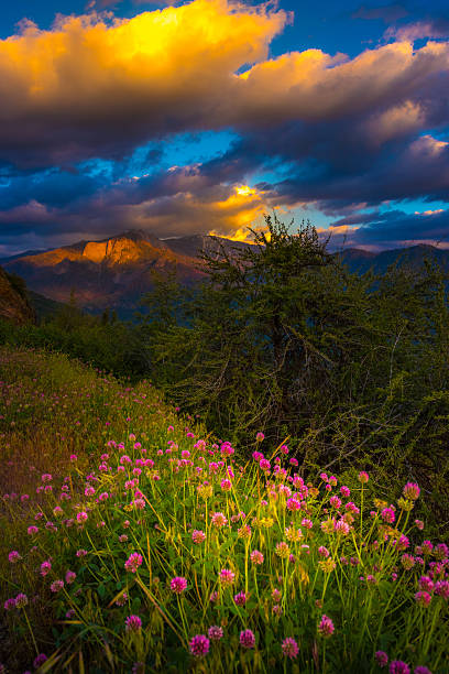 istock Castle Rock Clover Flowers Sequoia National Park Sunset Vertical 607881226