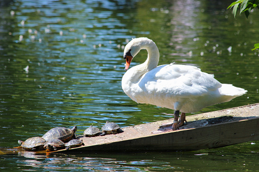 Swan and turtles resting on a plank in a pond.