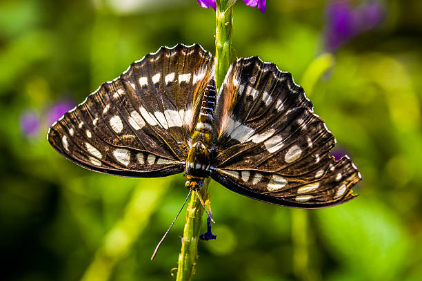 istock Beautiful butterfly on the plant 607884034