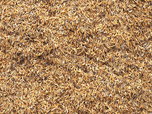 istock husk prepared for use in agriculture. 607884422