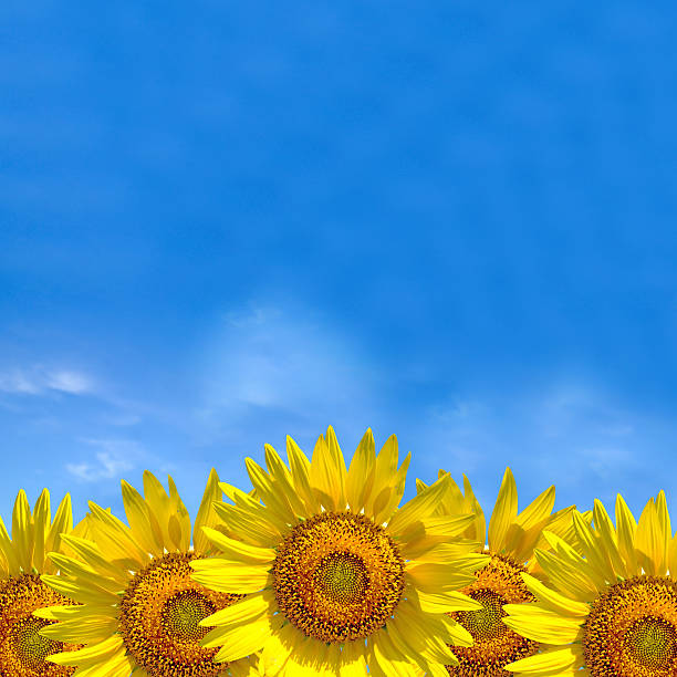 istock Summer background, bright yellow sunflower over blue sky 607887996