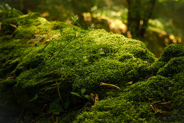 istock green moss background texture beautiful in nature 607888144