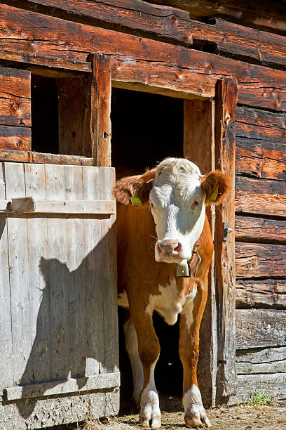 istock calf with wooden hut 607888528