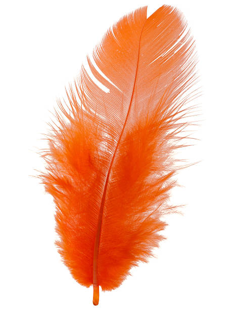istock Orange feather isolated on white background cutout 607888910