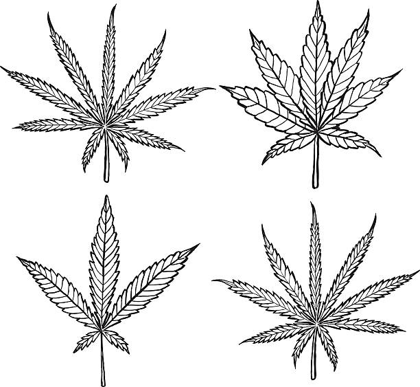 diagramm der verschiedenen cannabisblattsorten - schwarz und weiß - variety stock-grafiken, -clipart, -cartoons und -symbole