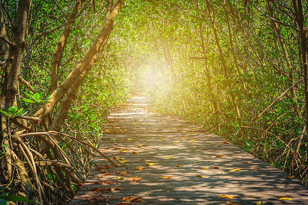 istock Old Wooden Bridge In between mangrove forest with sunlight. 607891640