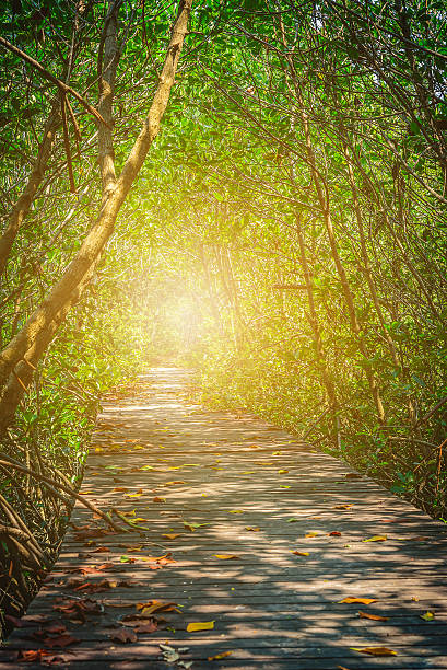 istock Old Wooden Bridge In between mangrove forest with sunlight. 607891652