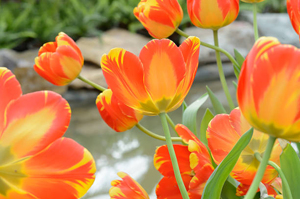 istock colorful tulips. tulips in spring,colourful tulip 607892336