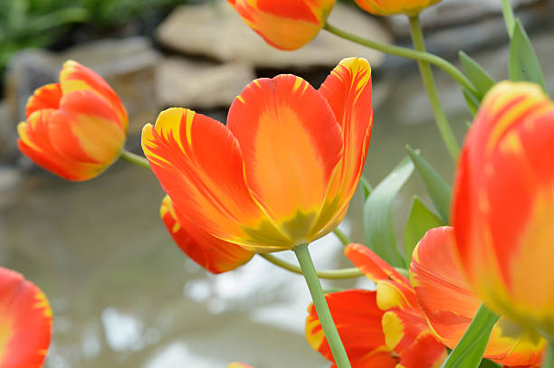 istock colorful tulips. tulips in spring,colourful tulip 607892388