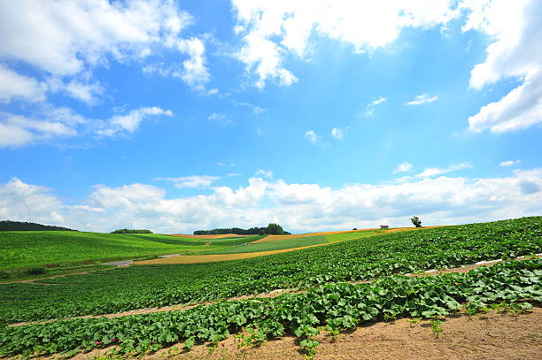 Cultivated Lands at Countryside of Hokkaido, Japan Cultivated Lands at Countryside of Hokkaido, Japan biei town stock pictures, royalty-free photos & images