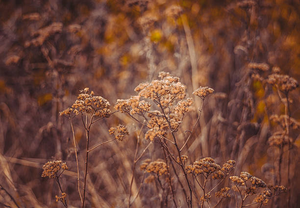 istock Indian summer. Beautiful autumn meadow 607892672