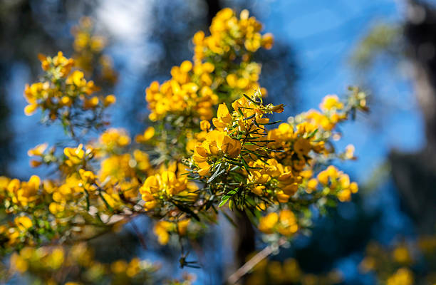 istock Yellow flower in the forest 607894370