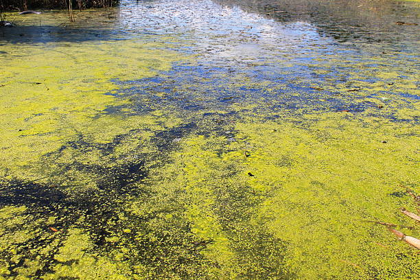 istock Green algae and duckweed in the water surface 607894696