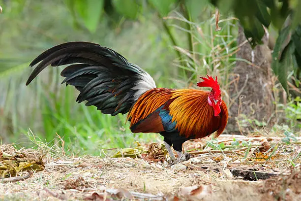 Photo of chicken bantam