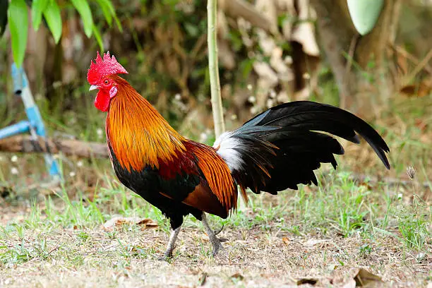 Photo of chicken bantam