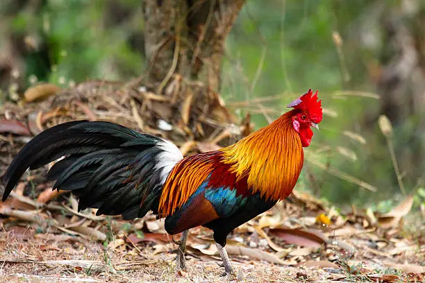 Photo of chicken bantam