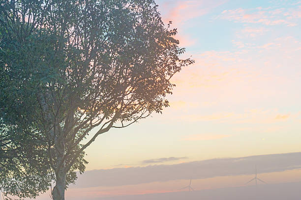 Trees in the light of sunrise in summer