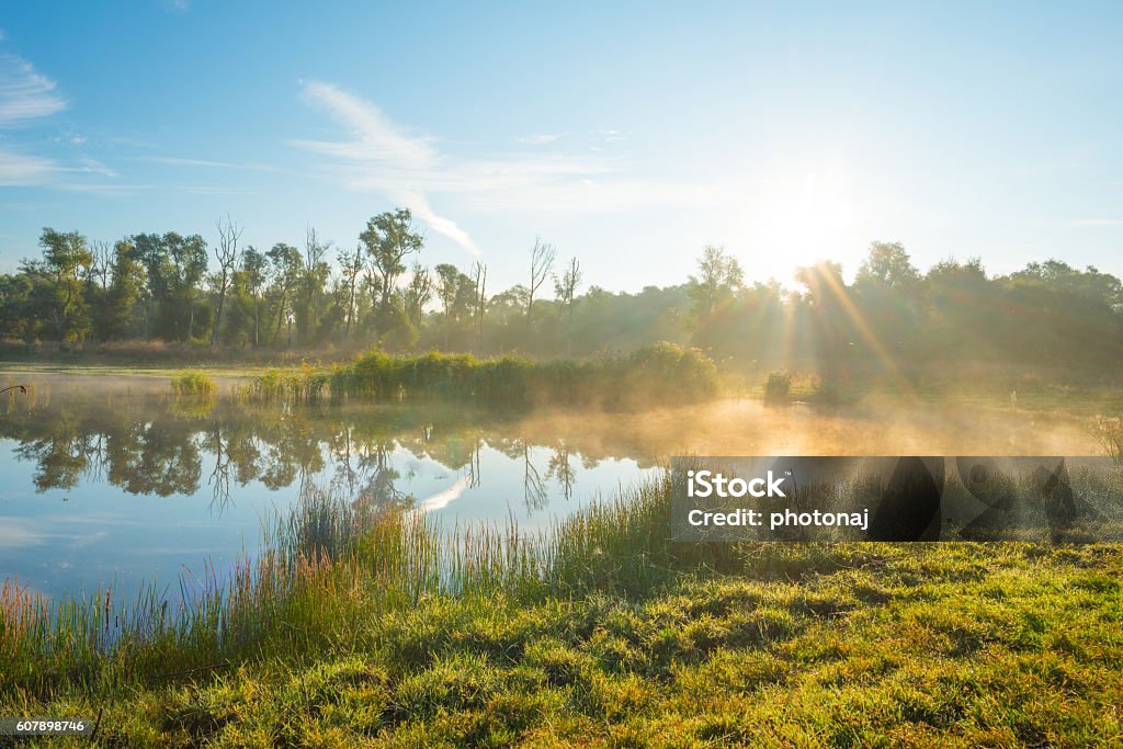 Shore of a lake at sunrise in summer Agricultural Field Stock Photo