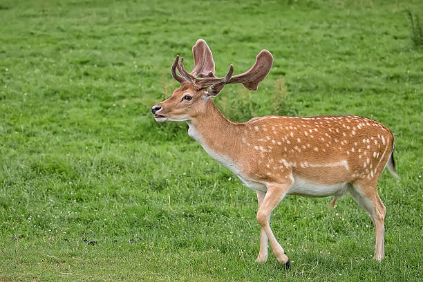 istock Fallow deer on the run in a clearing 607899278