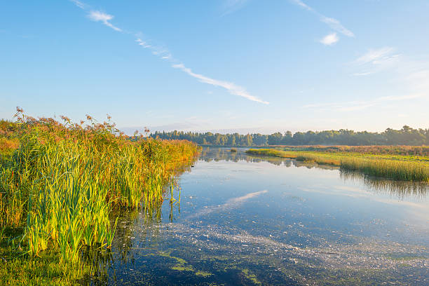 istock Shore of a lake at sunrise in summer 607900552