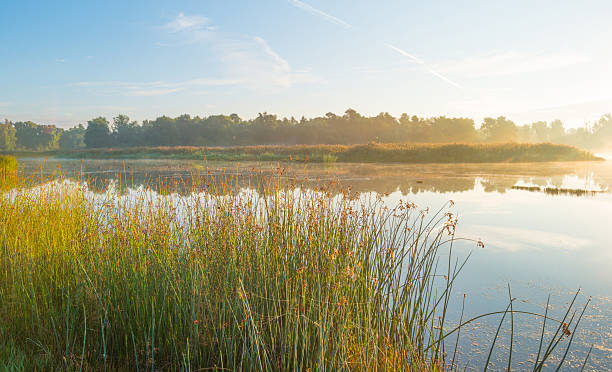 istock Shore of a lake at sunrise in summer 607901032