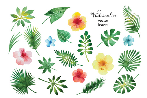 Set of watercolor green leaves and hibiscus flowers isolated on white background, vector illustration.