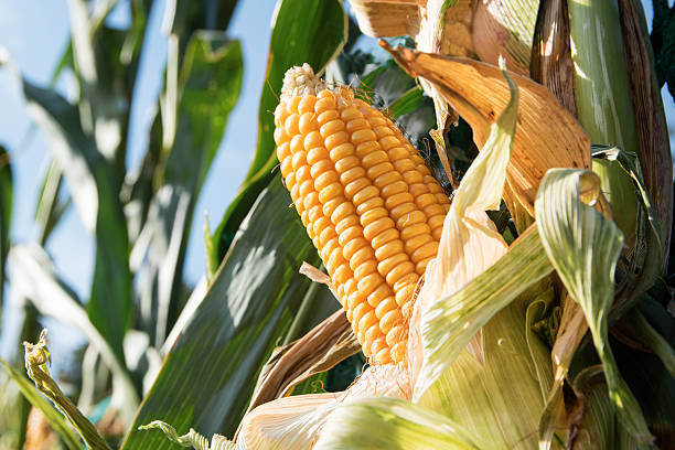 istock ripe corncob in the corn field on a sunny day 607903130
