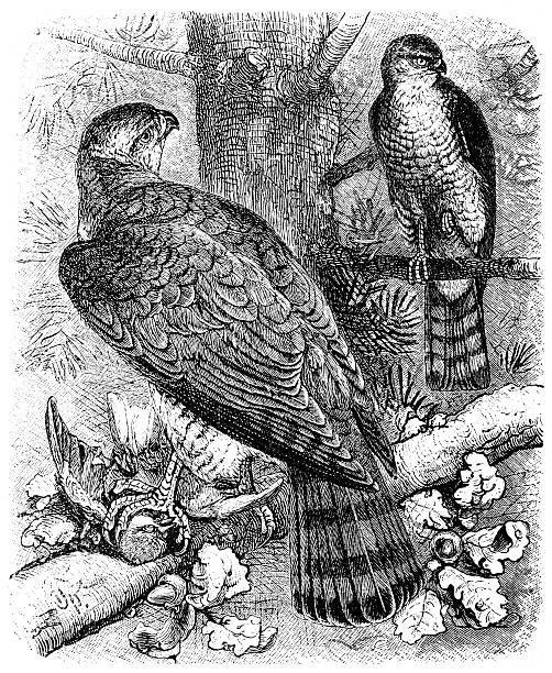 ilustrações, clipart, desenhos animados e ícones de goshawk (atur palumbarius) - retro revival old fashioned animal sparrowhawk