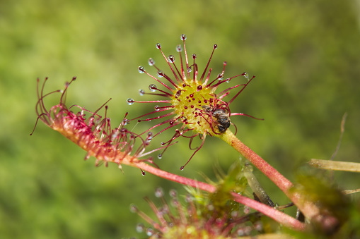 Round-leaved sundew (Drosera rotundifolia), carnivorous plant feeding with an insect