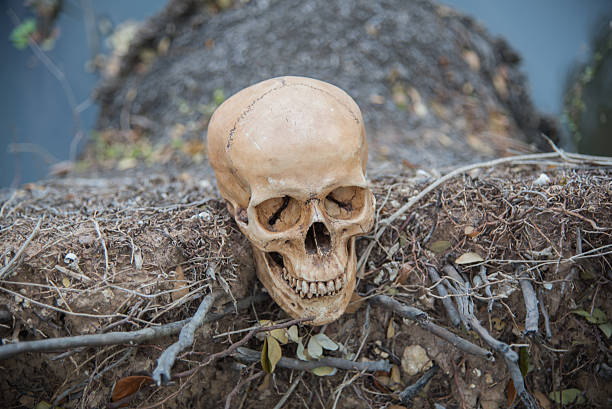 istock Still life skull in nature 607906684