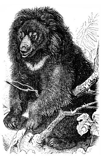 Illustration engraving of a Sloth bear (Ursus ursinus)