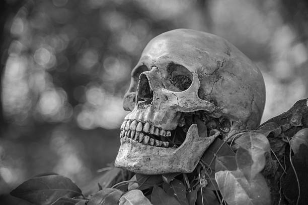 istock Still life skull in nature 607907168