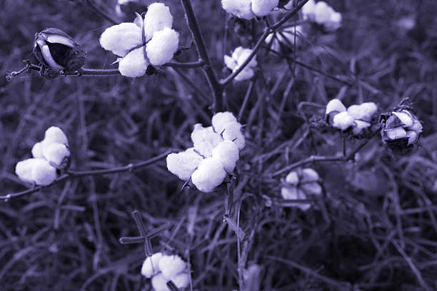 de algodão fresco - cotton flower textile macro imagens e fotografias de stock