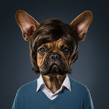 Cute bulldog portrait with fancy haircut, wearing human clothes, over blue background
