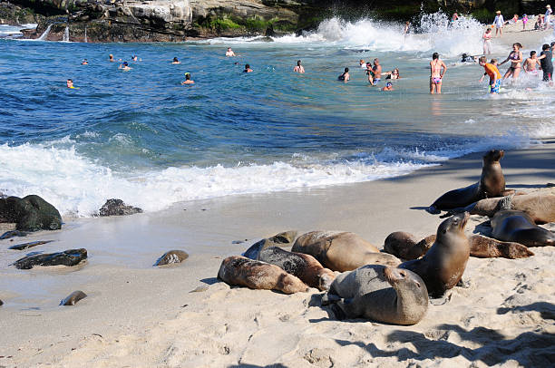 Sea Lions and people at La Jolla Cove, California La Jolla, California, USA- April 18, 2016: People and Sea Lions swimming, wading and lying in the sun besides each other at La Jolla Cove, California (near San Diego) sea lion photos stock pictures, royalty-free photos & images
