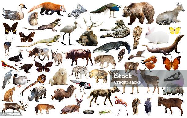 Asien Tiere Isoliert Stockfoto und mehr Bilder von Tier - Tier, Variation, Biodiversität