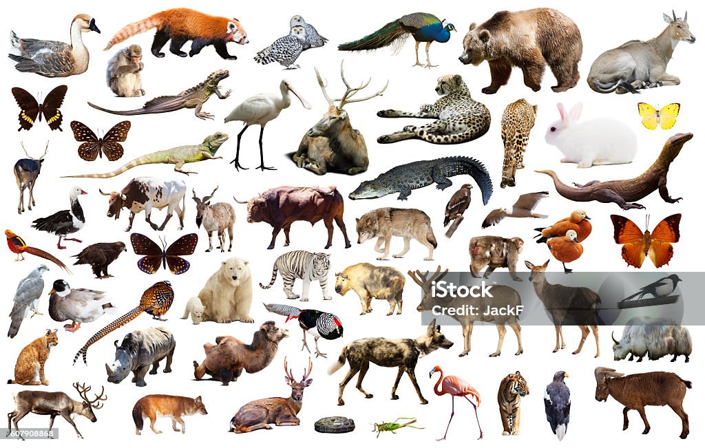 asia animals isolated Set of various asian isolated wild animals including birds, mammals, reptiles and insects Animal Stock Photo