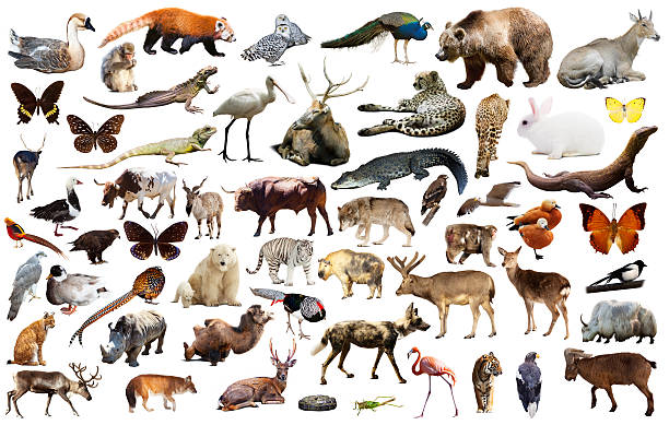 asia animals isolated Set of various asian isolated wild animals including birds, mammals, reptiles and insects vertebrate stock pictures, royalty-free photos & images