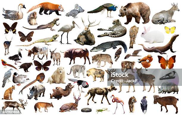 Asia Animals Isolated Stock Photo - Download Image Now - Animal, Variation, Biodiversity