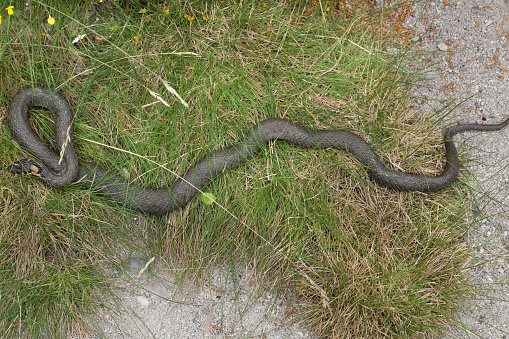 Grass snake (Natrix natrix), also known as the water snake. Wildlife animal.