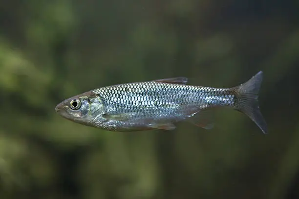 Photo of Common bleak (Alburnus alburnus).