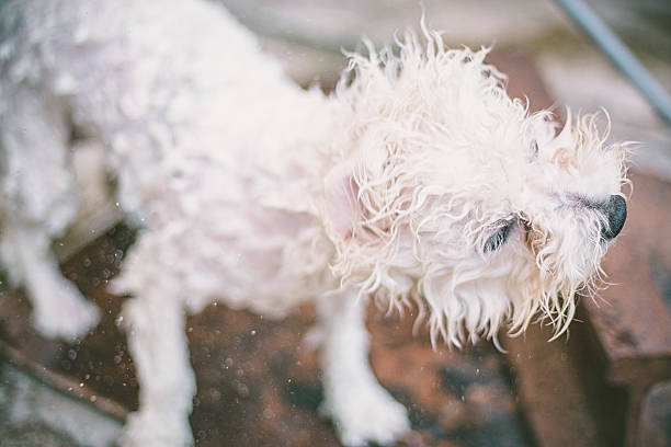 istock White Dog Shaking off in Water with motion blur 607914236