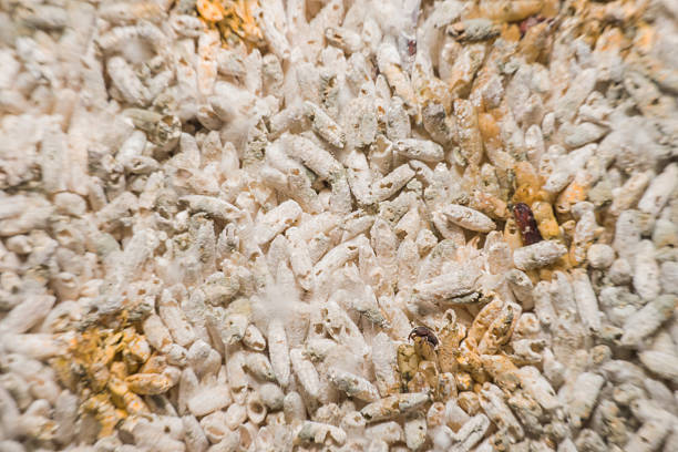 istock Macro view mold and fungus growing on food 607915406