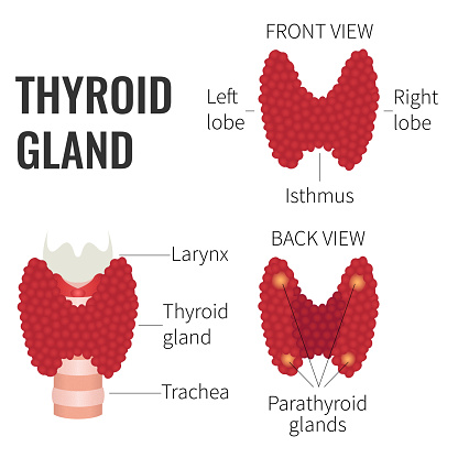 Thyroid gland front and back view on white background. Thyroid gland diagram scheme sign. Human body organs anatomy icon. Medical concept. Isolated vector illustration.