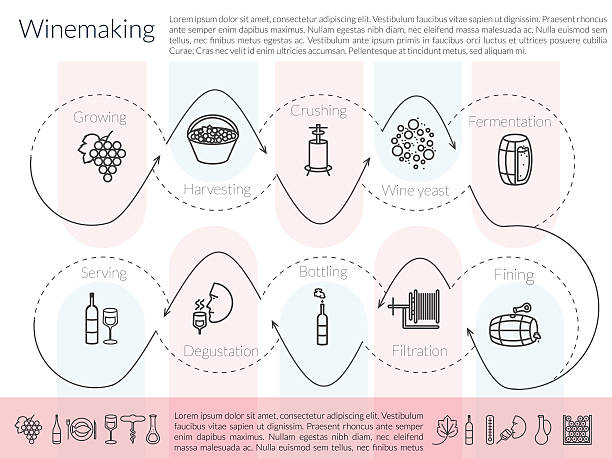 ilustrações de stock, clip art, desenhos animados e ícones de line winemaking infographic - wine producing